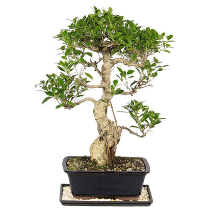 Brussel's Bonsai - Live Golden Gate Ficus Bonsai Tree with Ceramic Bonsai Pot & Humidity Tray, Indoor Bonsai Plant, 4 Years Old, 5-8 Inches Tall, Easy Care Houseplant for Home or Office (Small, Green)
