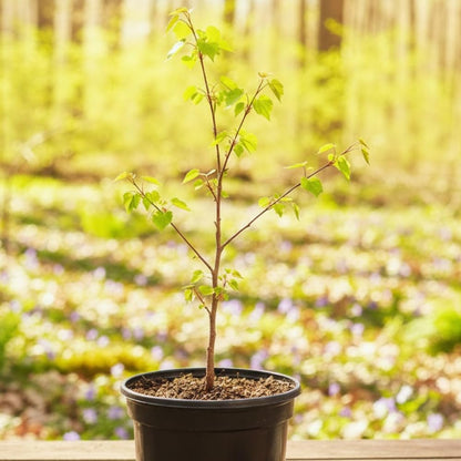 Eastern Redbud Tree Live Plant, Red Bud Tree Plant for Gardening, 1-2 Years Old, 8-10 Inches Tall