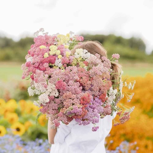Eden Brothers Yarrow Seeds - Vibrant Colorado Mix for Lush Gardens | Non-GMO, Heirloom Quality