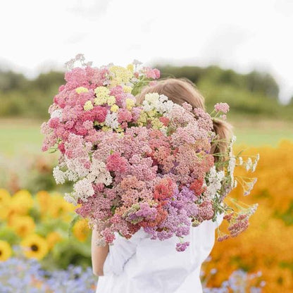 Eden Brothers Yarrow Seeds - Vibrant Colorado Mix for Lush Gardens | Non-GMO, Heirloom Quality