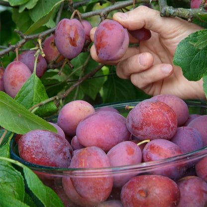 Mixrug 10+ Wild Plum Trees Fruit Seeds for Planting Outdoor-Perennial Native Prunus Seeds Americana Non-GMO Heirloom Fruit Trees Seed for Home Outdoor Garden