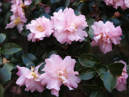 Live Plant - Pink Snow Camellia Sasanqua - Starter Plant