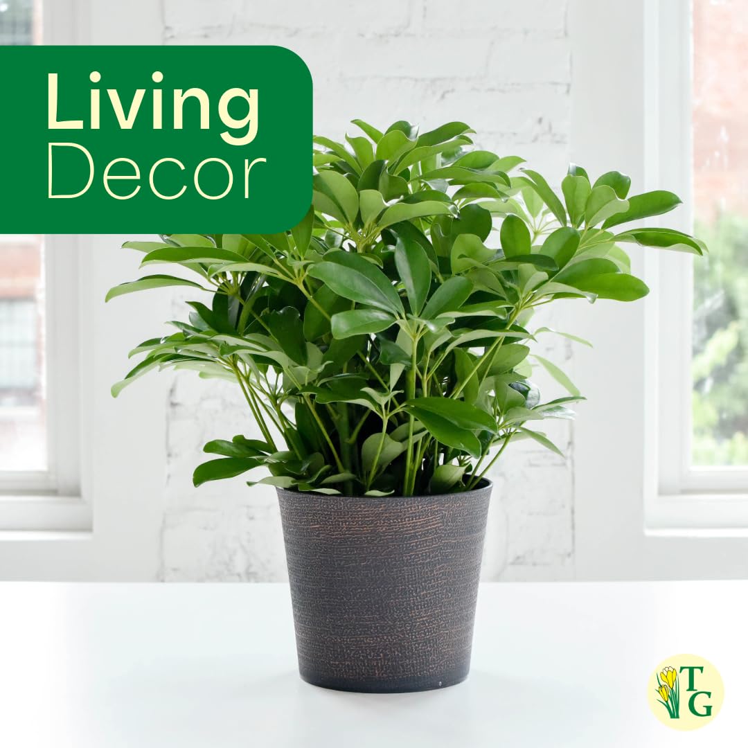 Thorsen's Greenhouse Live Arboricola Umbrella Tree Plant, Schefflera Arboricola, Natural Air Purifier, Easy to Grow, Live Indoor Houseplant, 4-inch Diameter (Natural)
