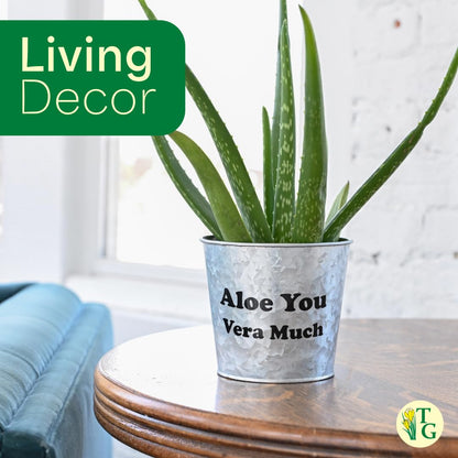 Thorsen's Greenhouse Aloe Vera, Live Indoor Plant, Aloe barbadensis, Easy to Grow, Succulent, Natural Air Purifier, 4" Diameter Pot (White)