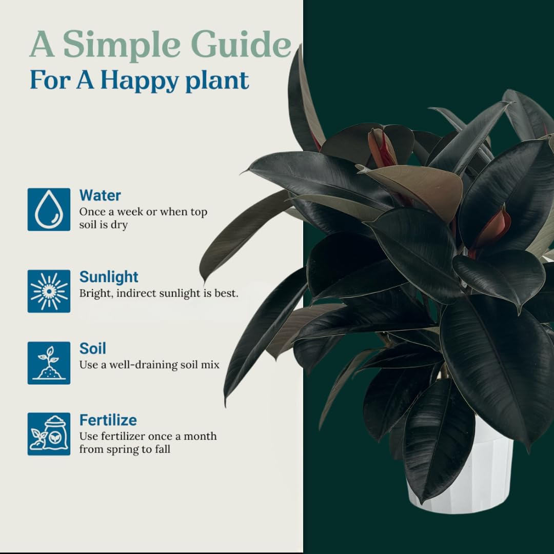 Rubber Tree Live House Plant - Large Indoor Air Purifier Plant - Dark Shiny Petals - Indoor Plants Live Houseplants for Room Decor - Elegant Ficus Burgundy Live House Plants