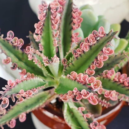 Kalanchoe Pink Butterfly Plant Live, Pink Kalanchoe Plant Live in 2 Inches Pot, Variegated Mother of Thousands Succulent Houseplant