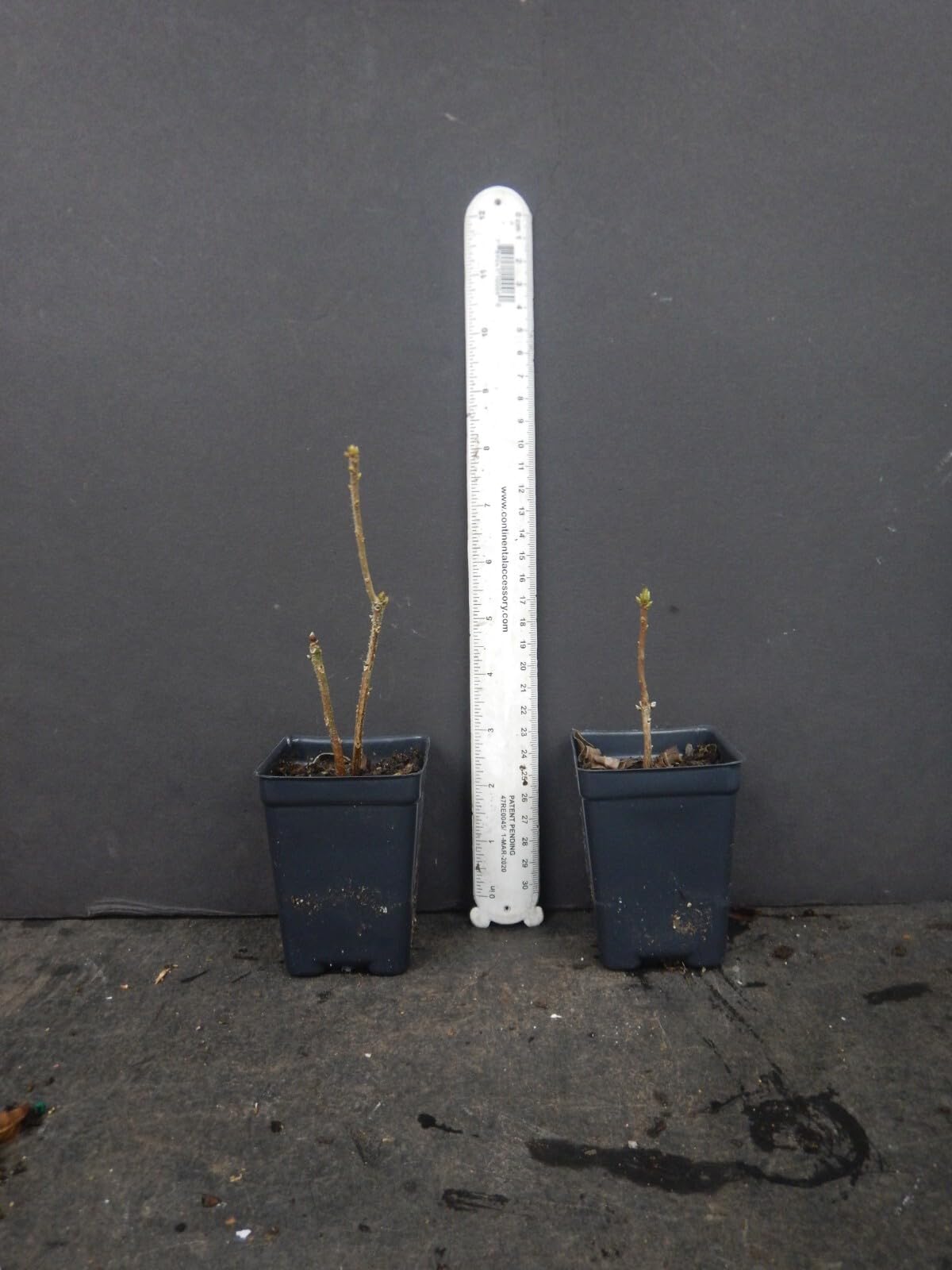Live Plant - Tom Dodd Jraromi Azalea Rhododendron Deciduous Small Starter Plant