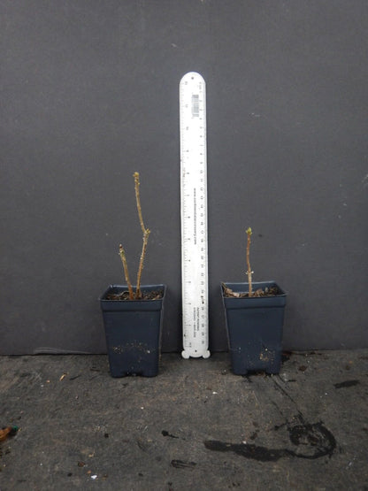 Live Plant - Tom Dodd Jraromi Azalea Rhododendron Deciduous Small Starter Plant