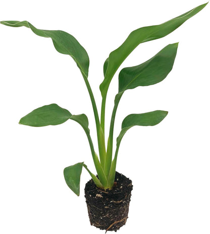 Live Orange Birds of Paradise Plant - ‘Orange Birds of Paradise’ Strelitzia Reginae - ragnaroc Tropical Plant 6-10” Tall - 4ct - Live Arrival Guaranteed - House Plants for Home Decor & Gift