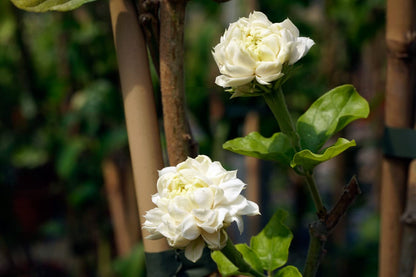 2 Count Jasmine Live Plant | 4 to 6 Inc | Grand Duke of Tuscany Jasmine | Produce Fragrant Flowers | Housewarming Friendship Gifts for Women Best Friend Presents for Mom Birthday Gift for New Home