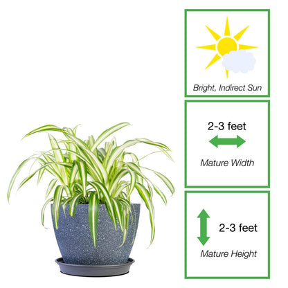 Perfect Plants Spider Plant in 6in. Midnight Blue Decor Pot | Live Houseplant for Indoor Growing | Easy to Care for & Keep Alive | Beautiful Green & White Variegated Leaves