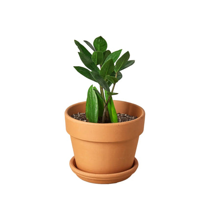 2 Pack Zamioculcas Zamiifolia ZZ in 4in Pot - Live Plants Tropical Houseplants | Variegated | USA Growers | The Snobby Leaf