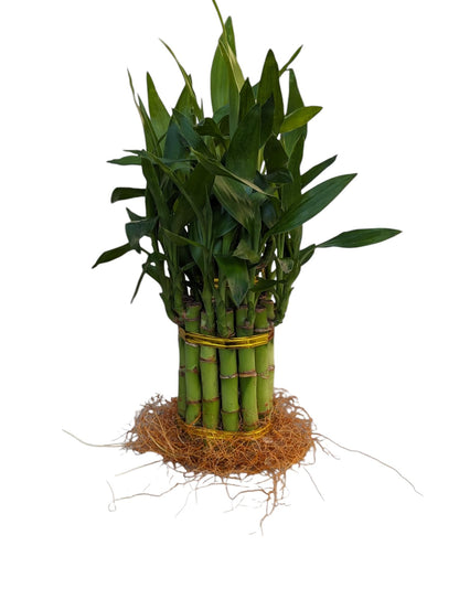 Live Lucky Bamboo Plant, 15 Stalks, Two Tier, Air Purifying, Indoor