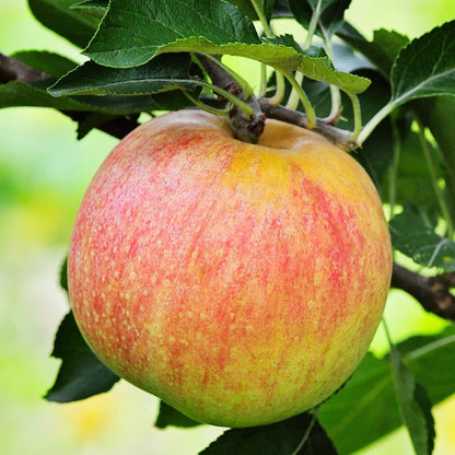 Gala Apple Tree, Deciduous, Early Harvest, Moderately Sized, 1 gal Nursery Pot, 2-3 ft. Tree Height (Due to Agricultural Laws, we Cannot Ship to CA, AZ, AK, or HI)