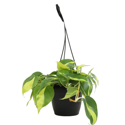 Brasil' Philodendron Plant Hanging Basket, 6" Pot, Live Philodendron Air Purifying Plants Indoor House Plants, Heart Leaf Philodendron Hanger Decor, Easy Care Real Plants by Plants for Pets