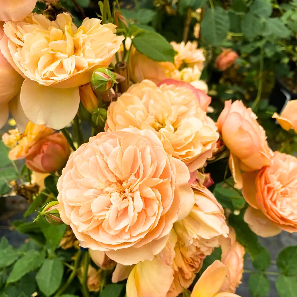 Rose Plant Live Ready to Plant, Fragrant Roses Flowers, in Pot, Ornamental Flowers Indoor Outdoor Home Garden (Apricot Rose)