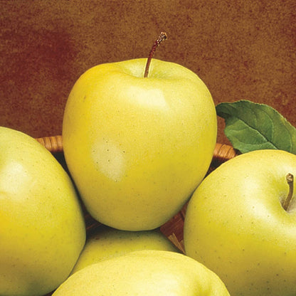 GURNEY'S - Golden Delicious Apple Dormant Starter Bare Root Standard Fruit Tree, 1-Pack