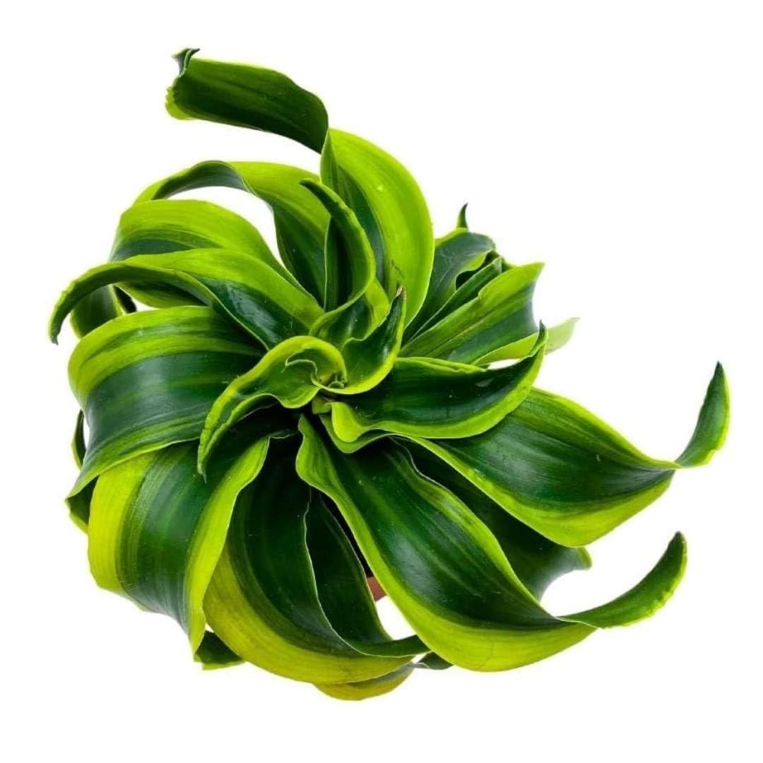 BubbleBlooms Dracaena Tornado 4 inch, Twisted Fragrans Rare Indoor Plant