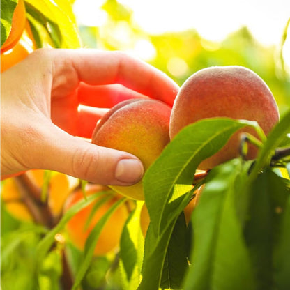 Mixrug 5+ Dwarf Peach Tree Seeds for Planting,Organic Fruit Tree Seeds,Prunus Persica Seed Non-GMO Heirloom for Sweet Juicy Fruit, Self Pollinating & Fast Growing Backyard Orchard Tree