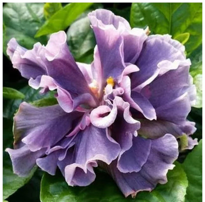 Live Plant - Marianne CHARLETON Small Rooted Exotic Tropical Hibiscus Starter Plant
