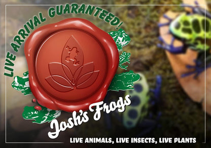 Josh's Frogs Tillandsia bulbosa Air Plant