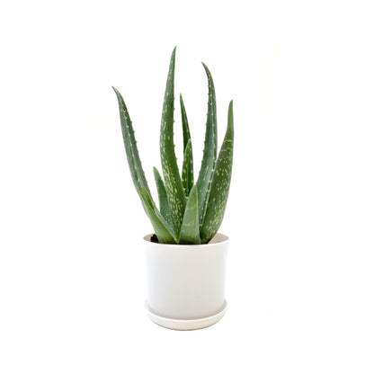 Aloe Vera, Aloe barbadensis, Succulent, 4” Pot