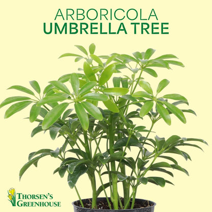 Thorsen's Greenhouse Live Arboricola Umbrella Tree Plant, Schefflera Arboricola, Natural Air Purifier, Easy to Grow, Live Indoor Houseplant, 4-inch Diameter (Growers Pot)