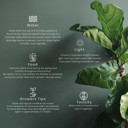American Plant Exchange Live Fiddle Leaf Fig – 10-Inch Pot –Bold Leafy Indoor Plant for Bright Spaces