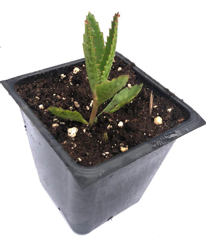 Smoke Camp Crafts Organic Mother of Thousands Plant (Kalanchoe daigremontiana) 2.5 inch Pot - Organic Easy-to-Grow Succulent House Plant for Home or Office Decor