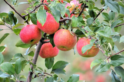 TriStar Plants - Mystery Apple Box - 1 Gallon Pot, Semi Dwarf, Full Sun, Zone 4-8, Healthy Established Roots