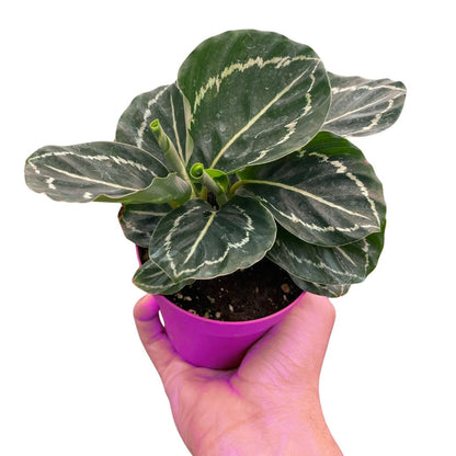 Calathea 'Green Goddess' in 4in Pot - Live Tropical Houseplant - Easy to Grow | Air Purifying | Pet Friendly | Variegated | USA Growers | The Snobby Leaf