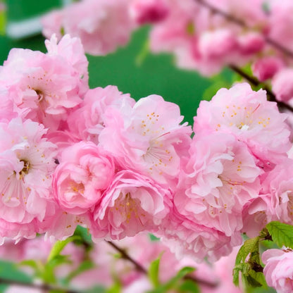 Pink Flowering Almond Trees Live Plants Shrubs Dormant in Pot, Spring Planting, 8 Months Old Flowering Plum Bushes, Ornamental and Fragrant Pink Blossoms