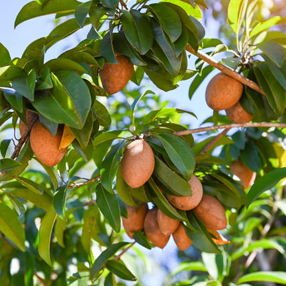 Sapodilla Tree Live Plant, Sapodilla Fruit Plant, Well Rooted, 3 Gallon Pot, 2-3 Feet Tall, Tropical Fruit Tree for Outdoor Garden, No Ship to CA