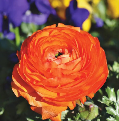 10PCS Mixed Color Ranunculus Bulbs Double Buttercups Spring Rose Bulb Wedding Flower Bulbs