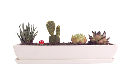 Kipokalor Long Rectangular Modern Succulent Planter Pot, 2 Set of 11.1x2.36x1.77inch Minimalist White Ceramic Succulent Planter Pot with Ceramic Saucer for Office,Desk,Window.