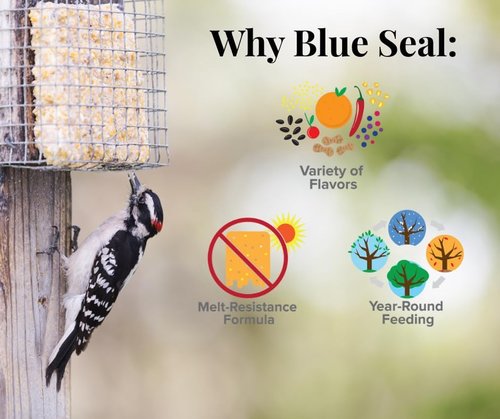 Blue Seal Nut Feast Suet Cakes for Wild Birds - No Mess Suet Feed with Nut Variety | 11oz (6 Pack)