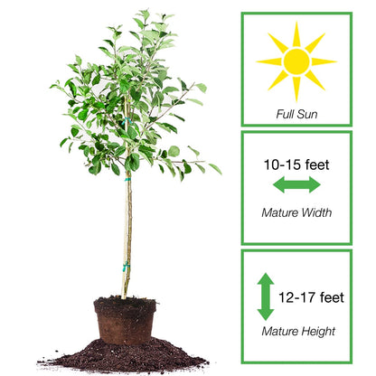 Perfect Plants Gala Apple Tree 1 Gallon | Live Fruit Trees for Outdoor Planting | Fresh Apples for Eating, Canning, & Dehydrating | Sweet & Tasty Fruits Ripen in Fall
