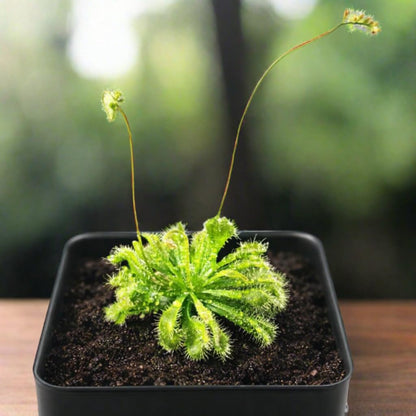 Live Spoon-leaved Sundew Plant. Adult Size, Drosera Spatulata, Carnivorous Plant, 30 Days Guarantee