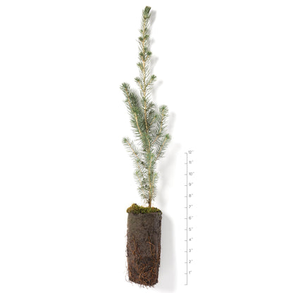 White Spruce Live Jumbo Tree Seedling Plugs | 12"-18" | Arbor Day Foundation (1-Pack)