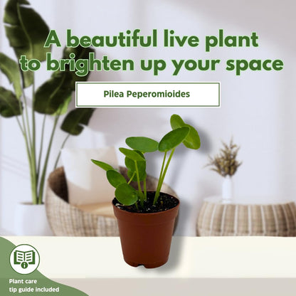 BubbleBlooms Chinese Money Plant Pilea Peperomioides in a 2 inch Pot