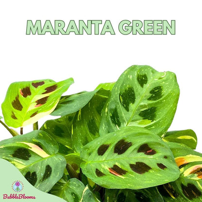 BubbleBlooms Maranta Green, 4 inch Rabbit Tracks, Kerchoveana Leuconeura Green Prayer Plant