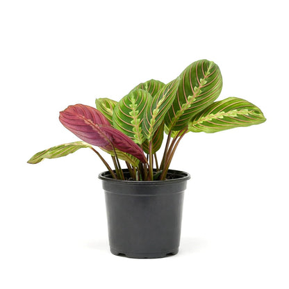Maranta Red Prayer (4 inch) - Pet-Friendly Houseplants - Attractive Indoor Plants, Easy to Grow, Pet Safe Plants for Cats & Dogs, Ideal for Home Decor, Office & Gift
