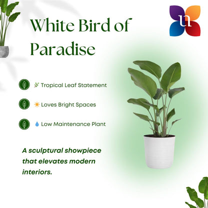 White Bird of Paradise Live Plant by United Nursery, Strelitzia Nicolai 32–36 inches Tall, 10 inch Plant Pot, Large Indoor House Plant for Office, Patio and Home Decor