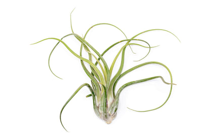 Air Plant Shop 3 Pack XL Tillandsia Caput Medusae Air Plant - Live Tillandsia - Easy Care Indoor and Outdoor House Plants (Pack of 3)