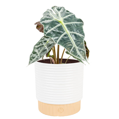 Costa Farms Alocasia Polly Live Plant in Decorative Pot, Indoor Houseplant, Perfect for Home, Room, or Office Decor, Great House Warming or Birthday Gift, 12-18 Inches Tall