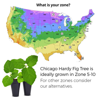 Fig Tree Chicago Hardy Live Plant (4 Pack) Cold-Hardy Live Plants to -10°F | Easy to Grow Plants | Edible Fruit Plant | Grow Your own Food on Your Edible Organic Garden| Live for Planting.