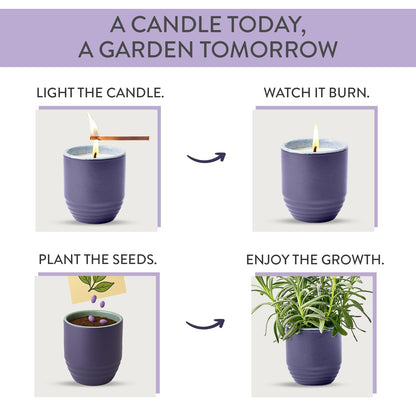 Modern Sprout - 2-in-1 Soy Candle & Planter - Violet Hour (Lavender, Grape Soda, Wild Iris, Violet) 6 Oz Scented Candle w/Lavender Seeds - Ceramic Vessel Dual Purpose Jar - 38-40 Hour Burn
