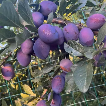 Purple Plum Tree Plant, 3 to 4 Ft Tall, Sweet Plum Fruits Live Plant for Planting Home Garden, Cold Hardy, Bareroot, Dormant