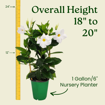 Tropical Plants of Florida White Mandevilla Trellis Live Plant - 1 Gallon 18 to 20 Inch Tall Tropical Flowering Vine Hoop Support Indoor Outdoor Patio Plant