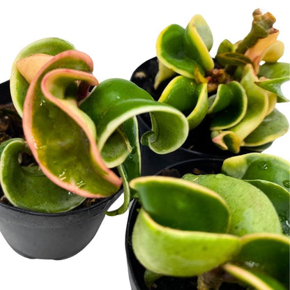BubbleBlooms Hoya Variegated Hindu Rope 2 inch Set of 3 Crinkle Wax Plant Porcelain Flower Tiny Mini Pixie Plants